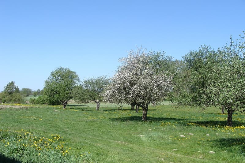 Sady w krajobrazie.